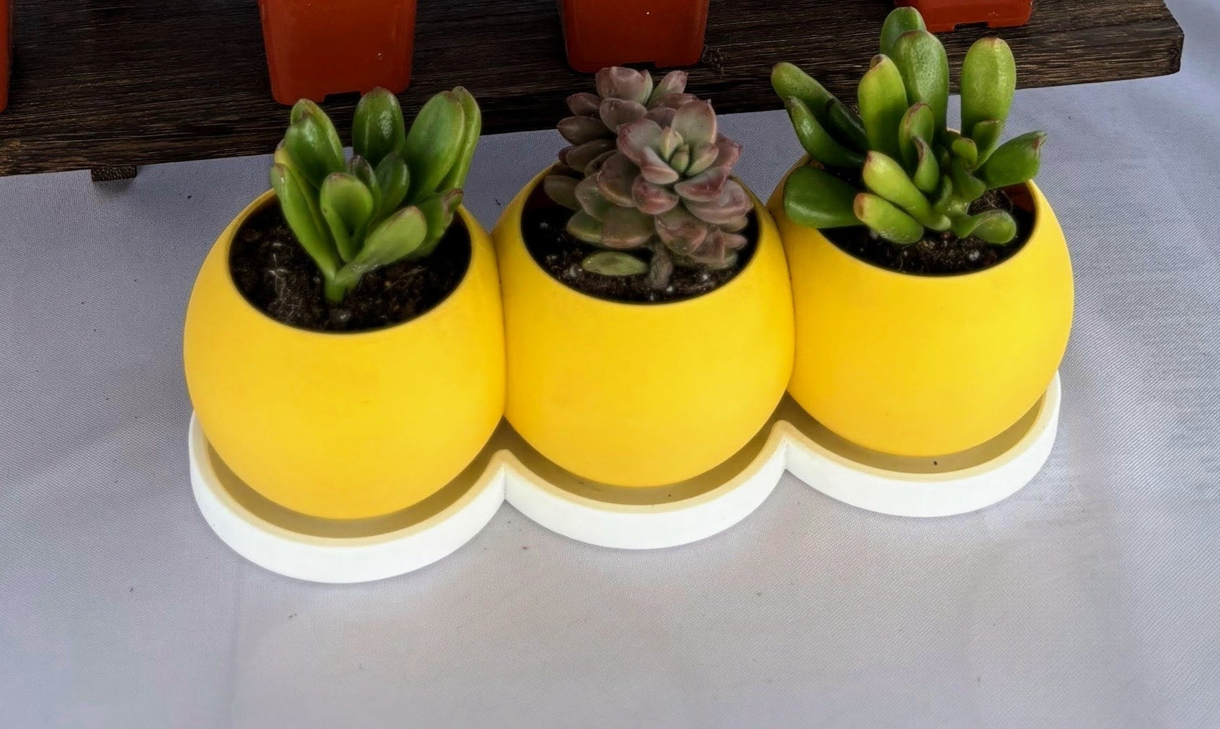 yellow succulent planter TriSphere Planter – The Leaf & Loft